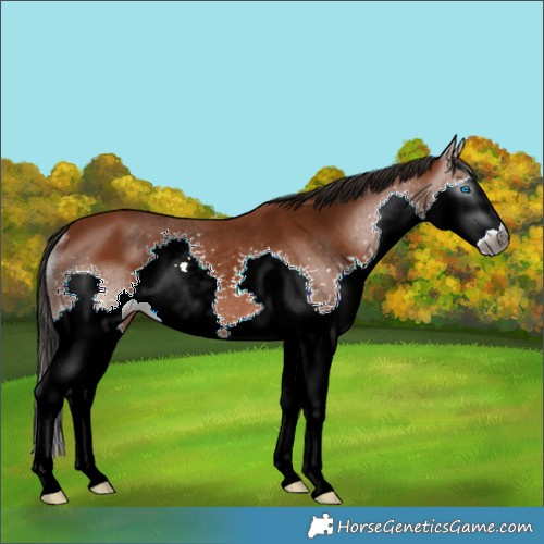 Horse Color:Gray Bay Splash Rabicano 