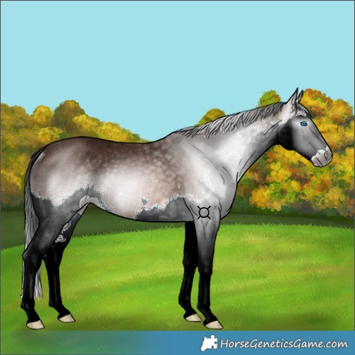 Horse Color:Gray Bay Splash Rabicano 