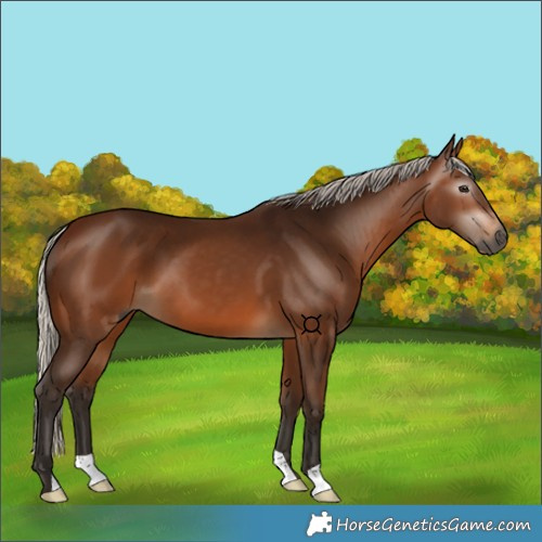 Horse Color:Gray Silver Bay 