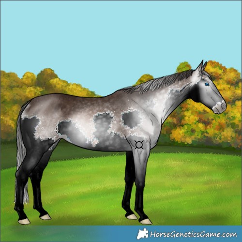 Horse Color:Gray Bay Splash Rabicano 