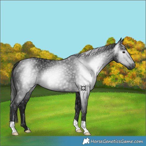 Horse Color:Gray Smoky Black 