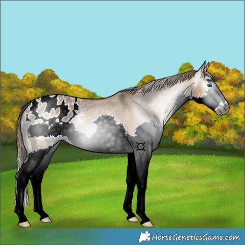 Horse Color:Gray Bay Dun Splash Appaloosa Rabicano 