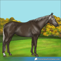 Horse Color:Gray Silver Smoky Black