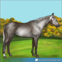 Horse Color:Gray Silver Smoky Black 
