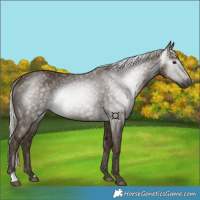 Horse Color:Gray Silver Smoky Black 