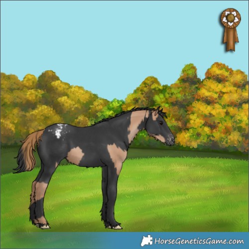 Horse Color:Black Pearl Appaloosa  and Black Appaloosa 
