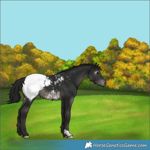 Horse Color:Gray Black Appaloosa 