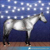 Horse Color:Gray Void Bay Splash 