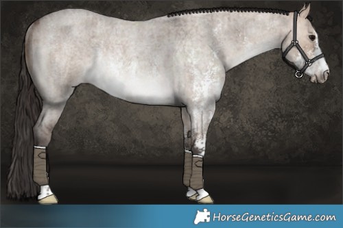 Horse Color:Bay Roan Dun Sabino Rabicano Brindle 