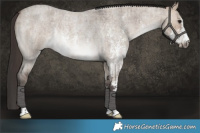 Horse Color:Bay Roan Dun Sabino Rabicano Brindle 