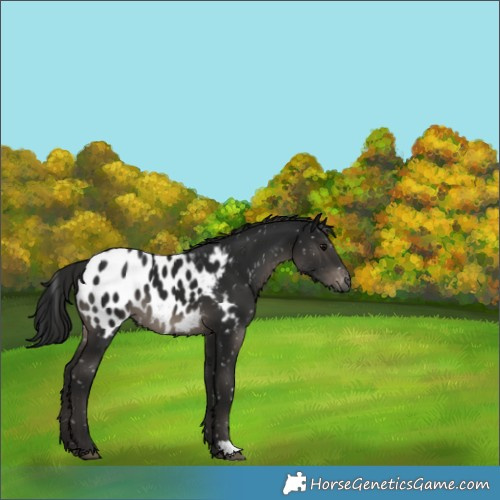 Horse Color:Gray Black Appaloosa 