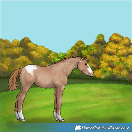 Horse Color:Black Pearl Appaloosa 