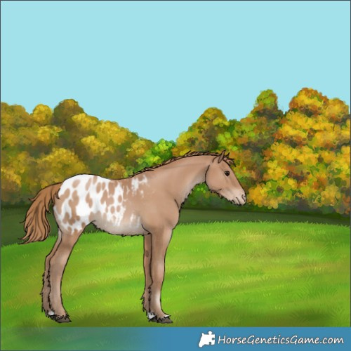 Horse Color:Black Pearl Appaloosa 