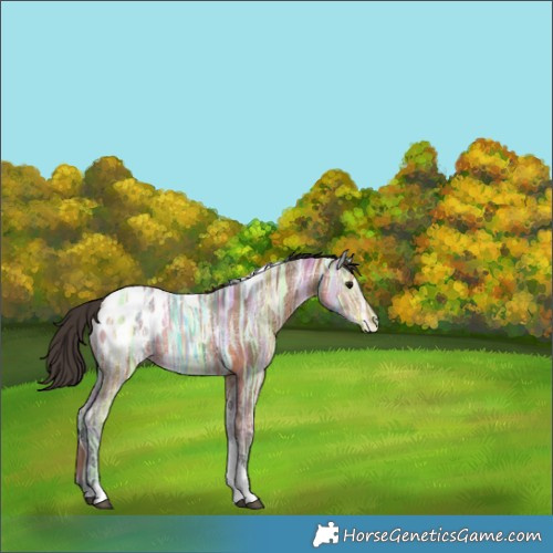 Horse Color:Bay Ice Tobiano Appaloosa 
