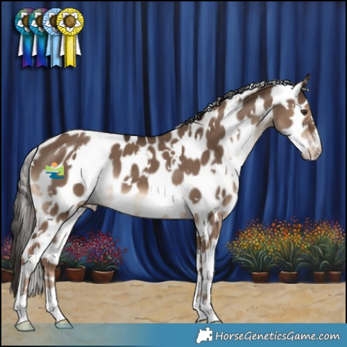 Horse Color:White Spotted Liver Red Dun Appaloosa 