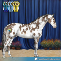 Horse Color:White Spotted Liver Red Dun Leopard 