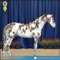 Horse Color:White Spotted Liver Red Dun Appaloosa