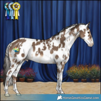 Horse Color:White Spotted Liver Red Dun Appaloosa 