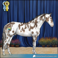 Horse Color:White Spotted Liver Red Dun Appaloosa 