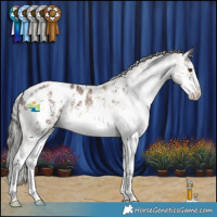 Horse Color:Liver Red Dun Mushroom Sabino Appaloosa 
