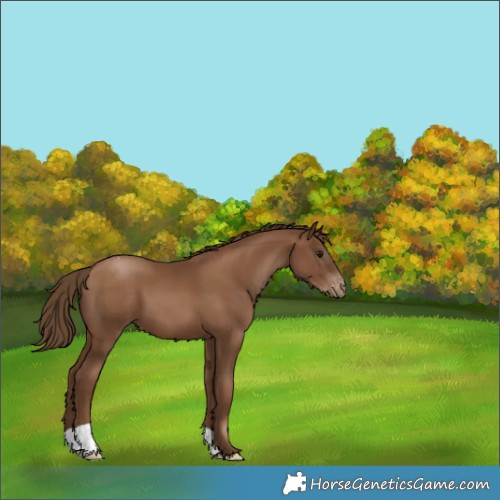 Horse Color:Gray Black Pearl Appaloosa 