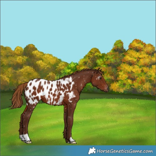 Horse Color:Gray Chestnut Appaloosa