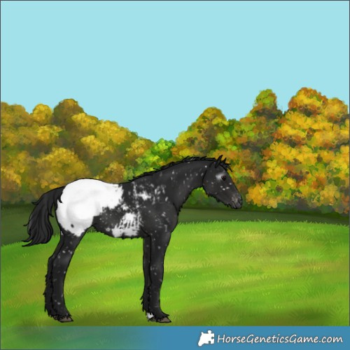 Horse Color:Gray Black Appaloosa 