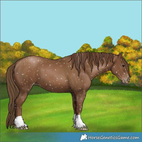 Horse Color:Gray Black Pearl Appaloosa