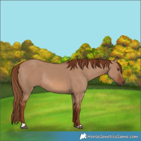 Horse Color:Red Dun Rabicano 