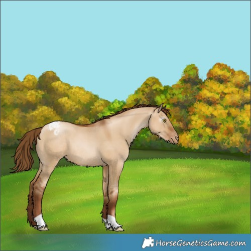 Horse Color:Gray Red Dun Pearl Appaloosa 