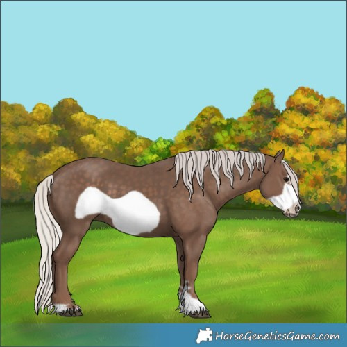 Horse Color:Silver Black Frame