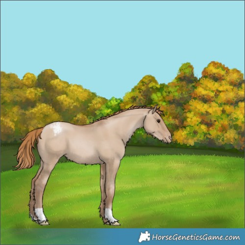 Horse Color:Grullo Pearl Appaloosa