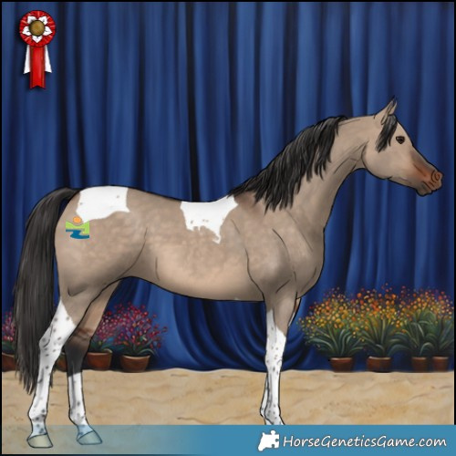 Horse Color:Brown Dun Tobiano 