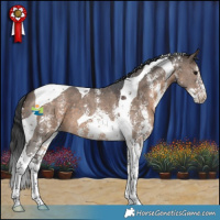 Horse Color:Brown Dun Sabino Tobiano