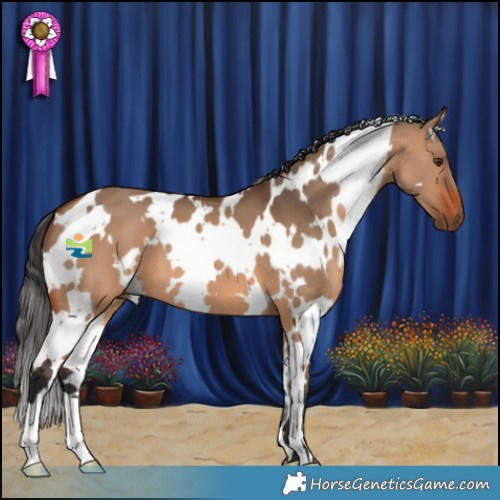 Horse Color:White Spotted Bay Dun 