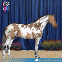 Horse Color:White Spotted Bay Dun 