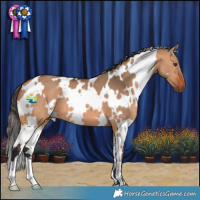 Horse Color:White Spotted Bay Dun 