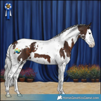 Horse Color:White Spotted Silver Brown Splash Tobiano 