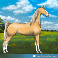 Horse Color:Gold Cream Champagne Splash 
