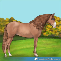 Horse Color:Gold Champagne Splash