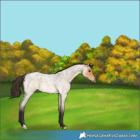 Horse Color:Buckskin Roan Dun 