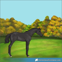 Horse Color:Smoky Black 