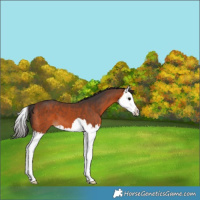 Horse Color:Bay Splash 