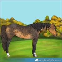 Horse Color:Buckskin 