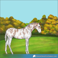 Horse Color:Silver Bay Sabino 