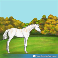 Horse Color:Silver Amber Cream Champagne Sabino Splash 