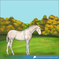 Horse Color:White Spotted Chocolate Palomino Pearl Dun Splash 