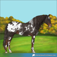 Horse Color:White Spotted Liver Chestnut Appaloosa 