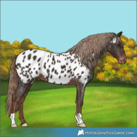 Horse Color:Liver Chestnut Appaloosa
