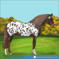 Horse Color:Liver Chestnut Appaloosa
